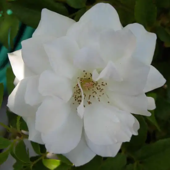 Trandafiri hibrizi Tea - Trandafiri - White Swan - 